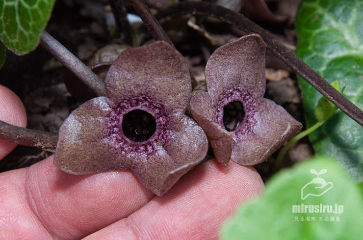 ランヨウアオイの花のサイズ感 横浜市戸塚区・俣野園 2017/04/13