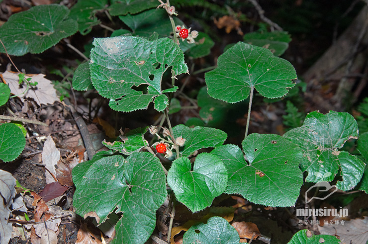 実が熟し始めたフユイチゴ　逗子市・神武寺・裏参道　2017/12/02