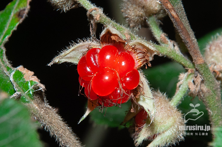 フユイチゴの熟した実　逗子市・神武寺・裏参道　2017/12/02
