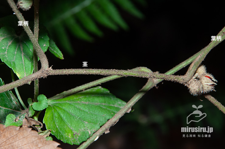 フユイチゴの毛深い茎と葉柄　逗子市・神武寺・裏参道　2017/12/02