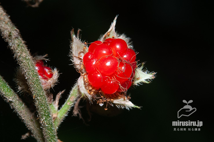 フユイチゴの熟した実　逗子市・神武寺・裏参道　2017/12/02