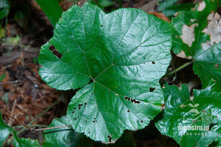 フユイチゴの葉　小田原市・早川石丁場群付近　2017/12/04