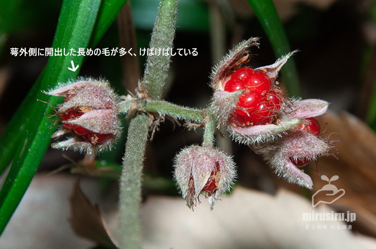 フユイチゴの実の特徴　逗子市・神武寺・裏参道　2017/12/21