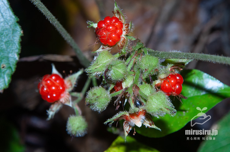 フユイチゴの熟した実　逗子市・森戸川源流　2018/11/23