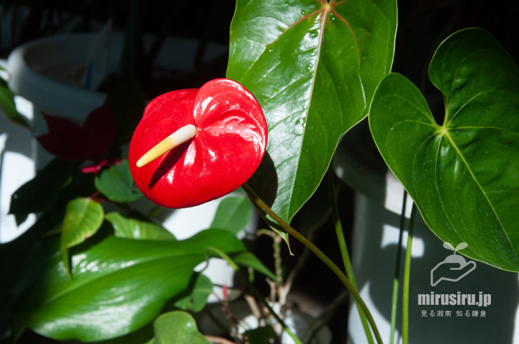 開花中のアンスリウム　藤沢市・長久保公園　2019/01/22