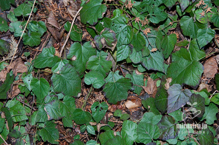 春のミヤマフユイチゴ　東京都八王子市・裏高尾・景信山～小下沢　2019/03/02