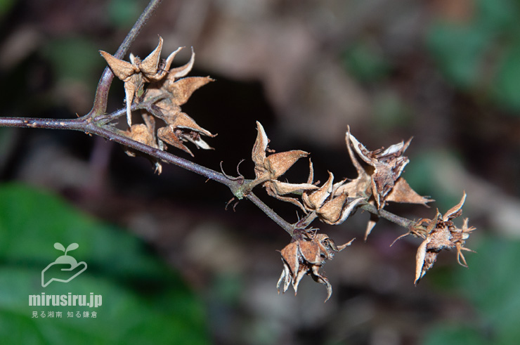 春まで残った実の残骸　東京都八王子市・裏高尾・小下沢林道　2019/03/08