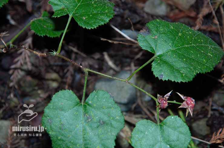 実が売り切れた春のミヤマフユイチゴ　東京都八王子市・裏高尾・小下沢林道　2019/03/08