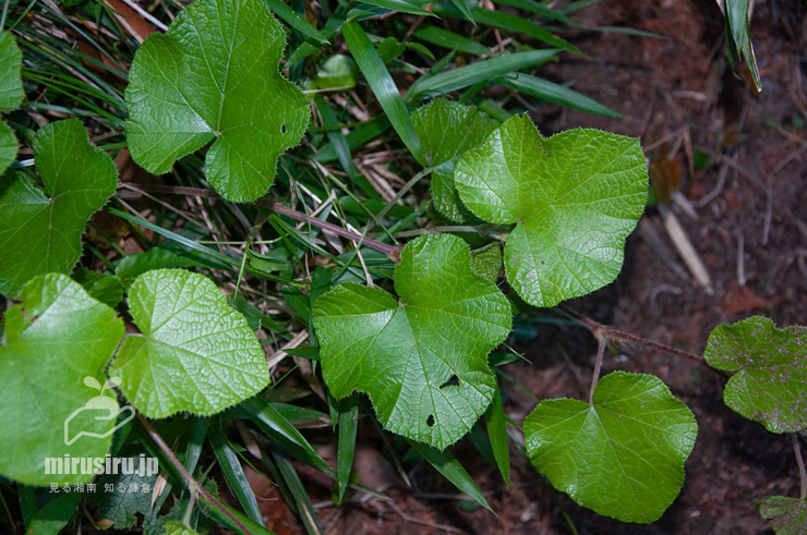 フユイチゴの葉　逗子市・神武寺・裏参道　2019/05/23