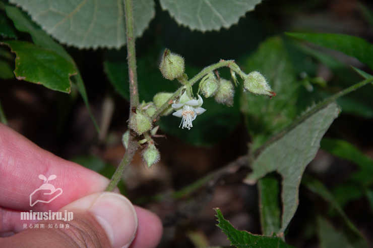 フユイチゴの花のサイズ感　逗子市・神武寺・裏参道　2019/09/14