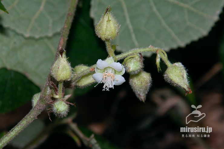 フユイチゴの花　逗子市・神武寺・裏参道　2019/09/14