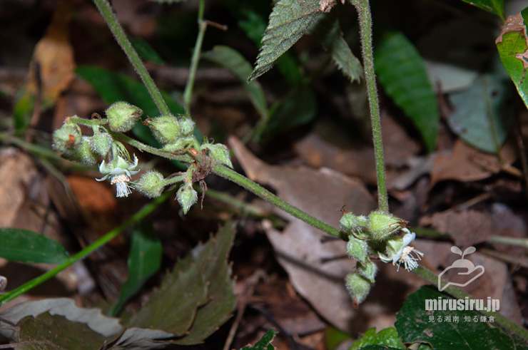 フユイチゴの花　逗子市・神武寺・裏参道　2019/09/14