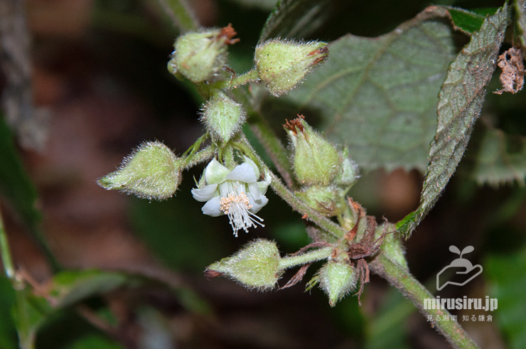 フユイチゴの花　逗子市・神武寺・裏参道　2019/09/14