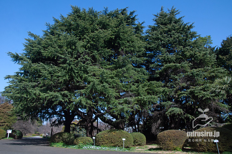 ヒマラヤスギ（ヒマラヤシーダ）の大樹　東京都文京区・小石川植物園　2023/03/11