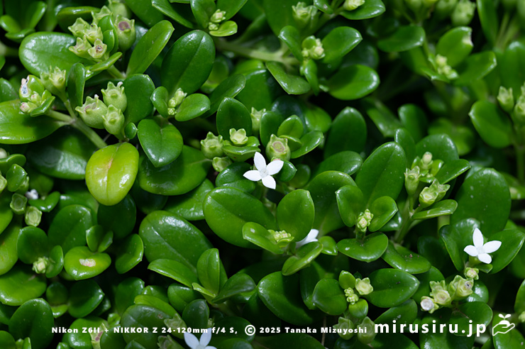 開花中のソナレムグラ　三浦市・城ケ島公園　2023/07/07