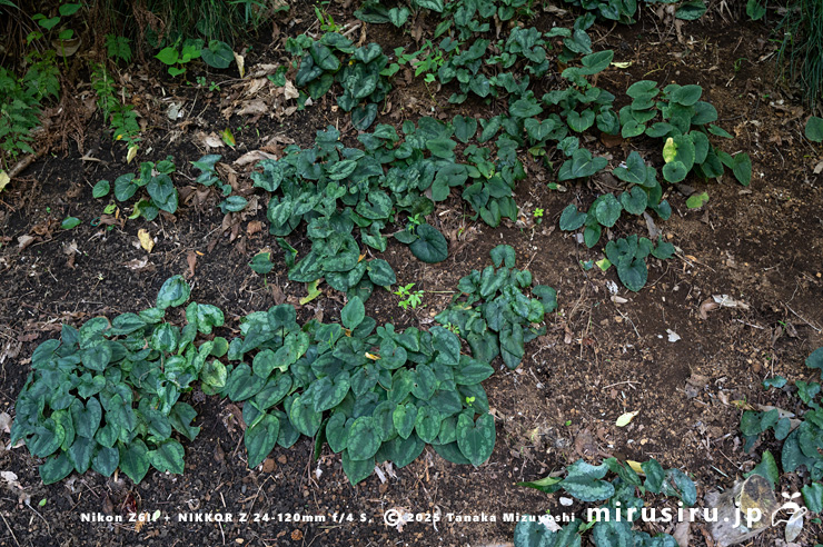 カントウカンアオイ　横浜市南区・横浜市こども植物園　2023/10/19