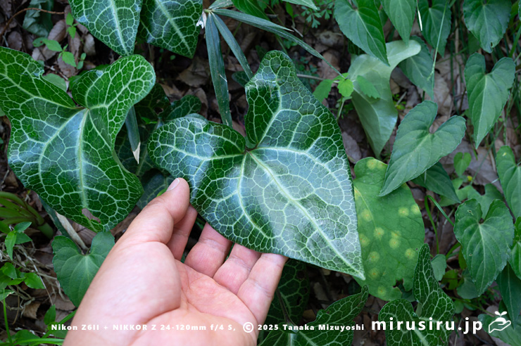 ランヨウアオイの葉のサイズ感 愛川町半原 2024/04/19