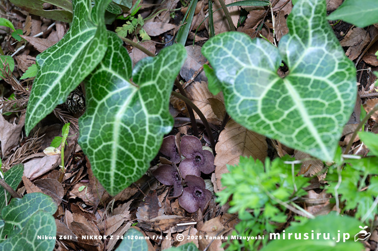 開花中のランヨウアオイ 愛川町半原 2024/04/19