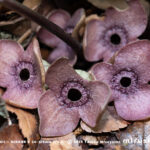 ランヨウアオイ