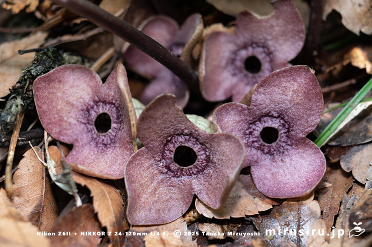 ランヨウアオイの花 愛川町半原 2024/04/19