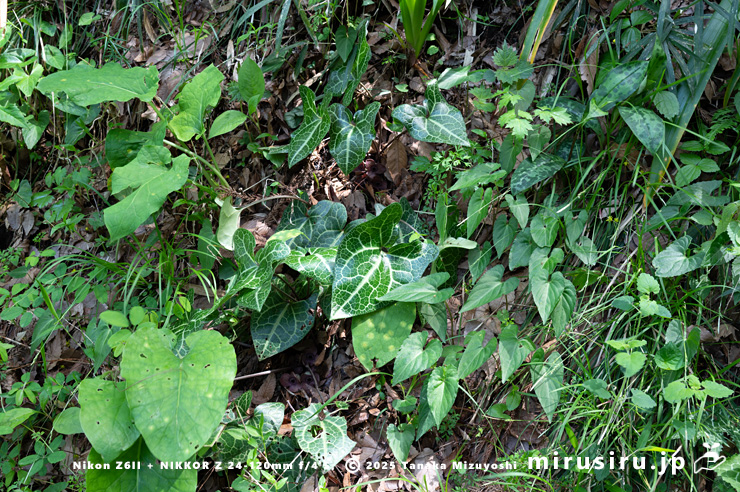 斜面に生えた開花中のランヨウアオイ 愛川町半原 2024/04/19