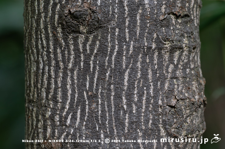 ゴンズイの幹（樹皮）　横浜市緑区・四季の森公園　2024/06/04