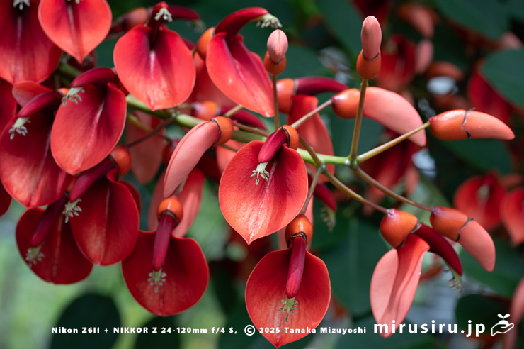 アメリカデイゴ(マルバデイゴ)の花 鎌倉市・大船フラワーセンター 2024/06/06