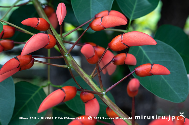 アメリカデイゴ(マルバデイゴ)の蕾 鎌倉市・大船フラワーセンター 2024/06/06