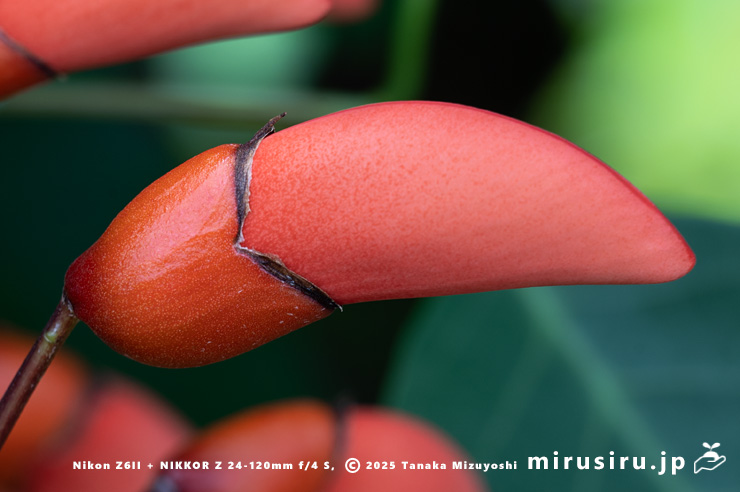 アメリカデイゴ(マルバデイゴ)の蕾 鎌倉市・大船フラワーセンター 2024/06/06