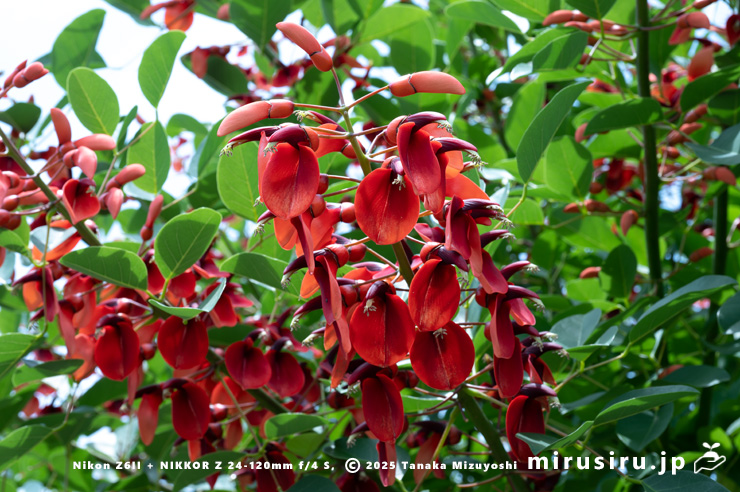 アメリカデイゴ(マルバデイゴ)の花 鎌倉市・大船フラワーセンター 2024/06/06