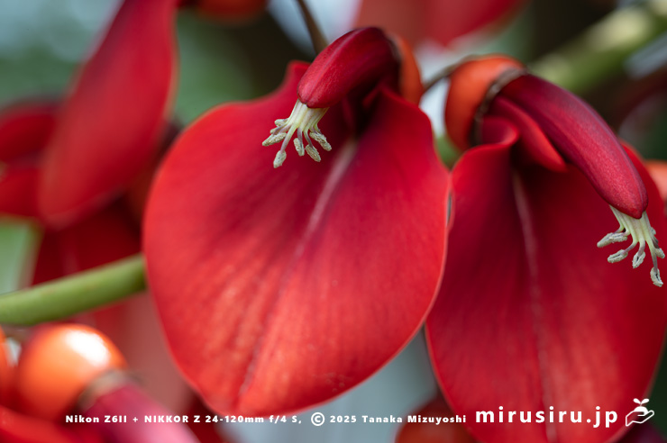 アメリカデイゴ(マルバデイゴ)の花 鎌倉市・大船フラワーセンター 2024/06/06