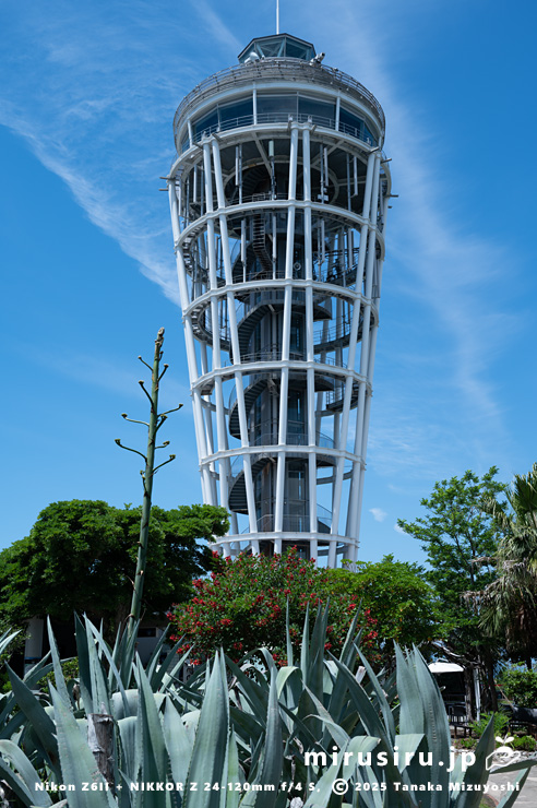 開花中のアメリカデイゴ(マルバデイゴ) 藤沢市・江の島サムエル・コッキング苑 2024/06/12