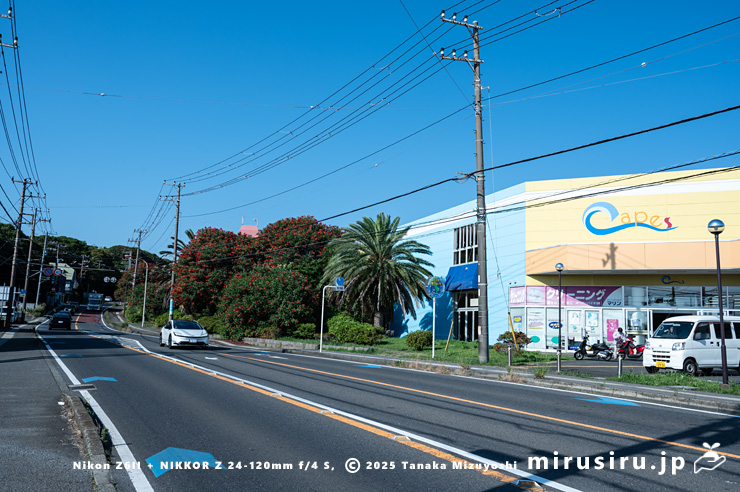 開花中のアメリカデイゴ(マルバデイゴ) 三浦市・ケープ ショッピングセンター 2024/06/14