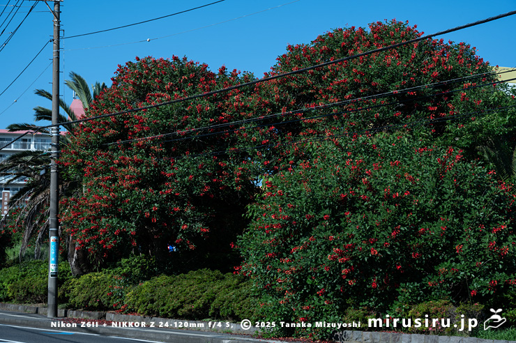開花中のアメリカデイゴ(マルバデイゴ) 三浦市・ケープ ショッピングセンター 2024/06/14