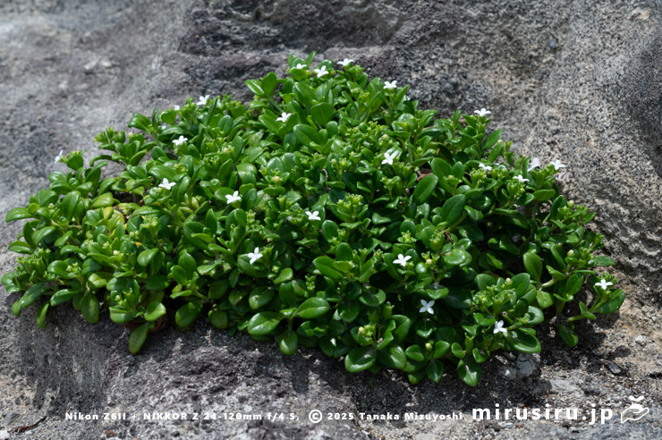 開花中のソナレムグラ　横須賀市長井・長浜海岸　2024/07/08