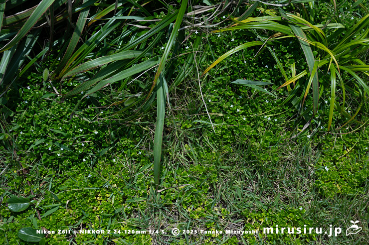 珍しく草地に生えた開花中のソナレムグラ　三浦市・毘沙門海岸　2024/07/18