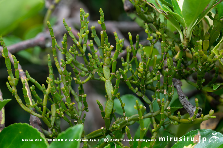 マサキに寄生したヒノキバヤドリギ　鎌倉市・浄妙寺　2024/10/17