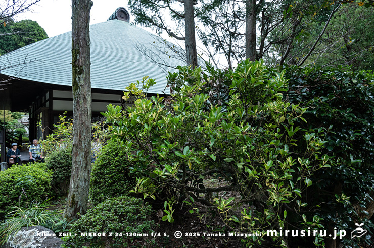 マサキに寄生したヒノキバヤドリギ　鎌倉市・浄妙寺　2024/10/17