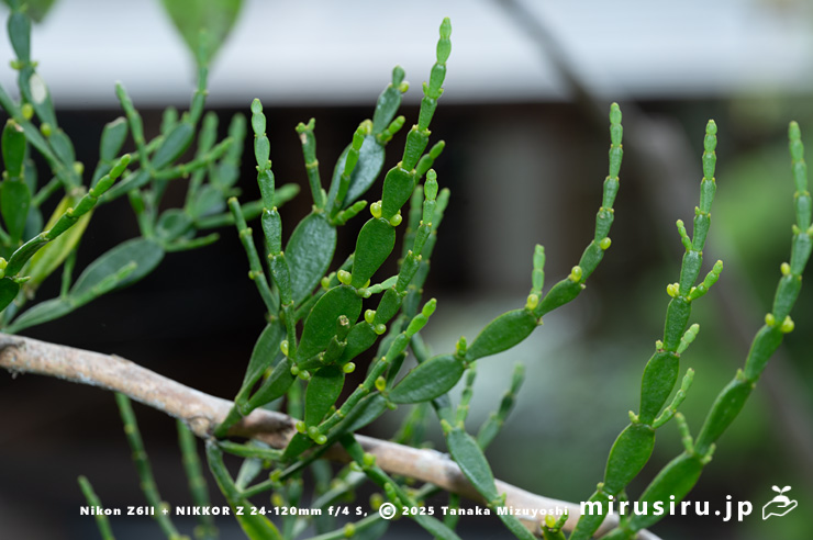 サザンカに寄生したヒノキバヤドリギ　鎌倉市・浄妙寺　2024/10/17
