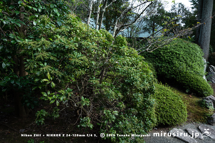 アセビに寄生したヒノキバヤドリギ　鎌倉市・浄妙寺　2024/10/17