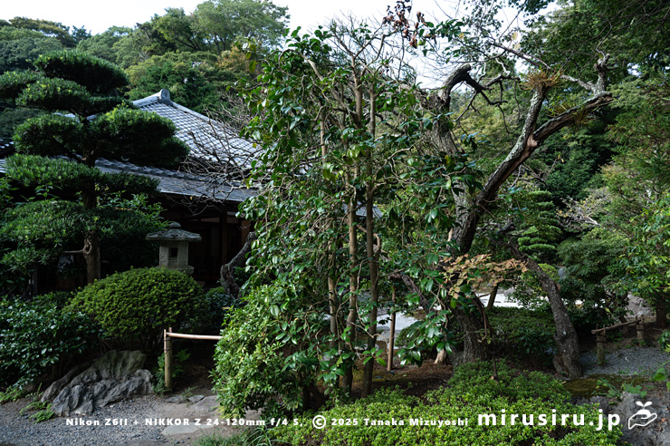 ツバキに寄生したヒノキバヤドリギ　鎌倉市・浄妙寺　2024/10/17