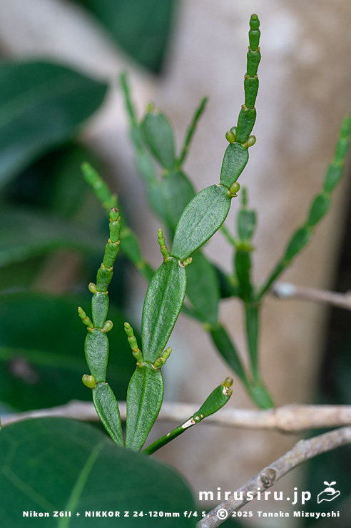 ツバキに寄生したヒノキバヤドリギ　鎌倉市・浄妙寺　2024/10/17