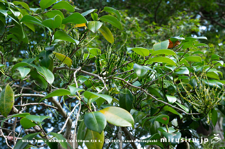 ツバキに寄生したヒノキバヤドリギ　鎌倉市・浄妙寺　2024/10/17