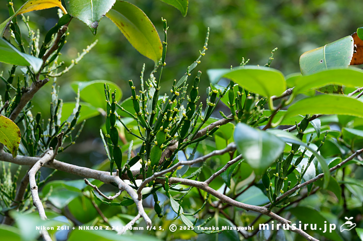 ツバキに寄生したヒノキバヤドリギ　鎌倉市・浄妙寺　2024/10/17