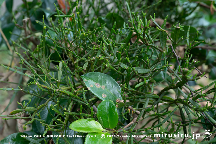 カンツバキに寄生したヒノキバヤドリギ　秦野市・南が丘公園　2024/10/19