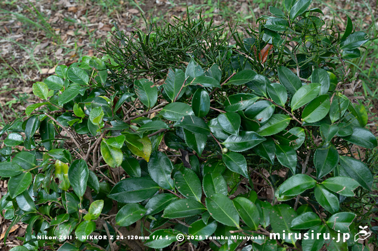 カンツバキに寄生したヒノキバヤドリギ　秦野市・南が丘公園　2024/10/19