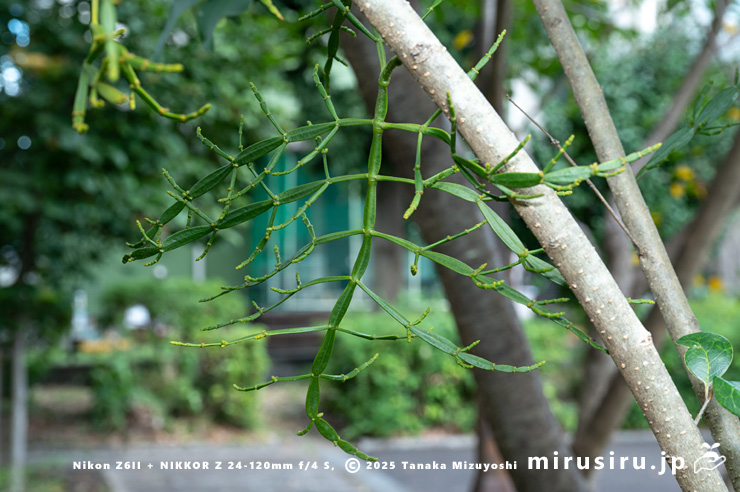 トウネズミモチの幹に寄生したヒノキバヤドリギ　秦野市・南が丘公園　2024/10/19
