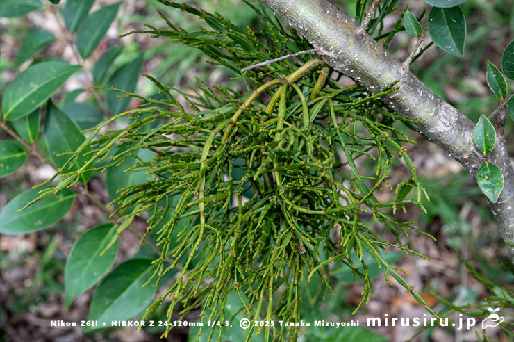 トウネズミモチの幹に寄生したヒノキバヤドリギ　秦野市・南が丘公園　2024/10/19