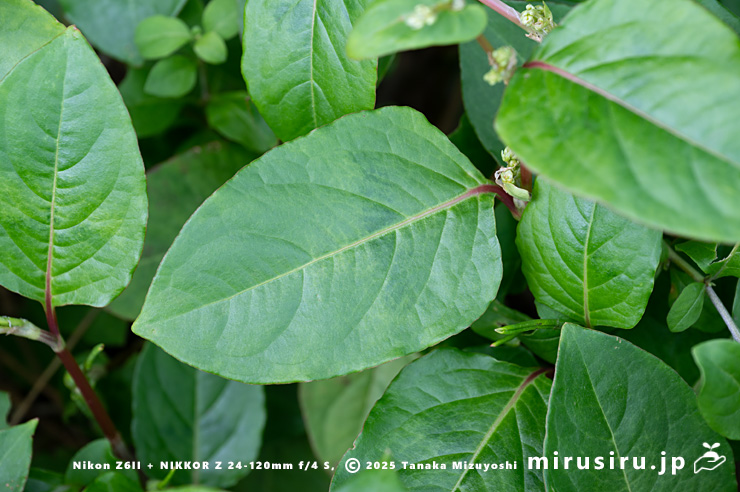 ツルソバの葉　三浦市・毘沙門海岸　2024/11/08