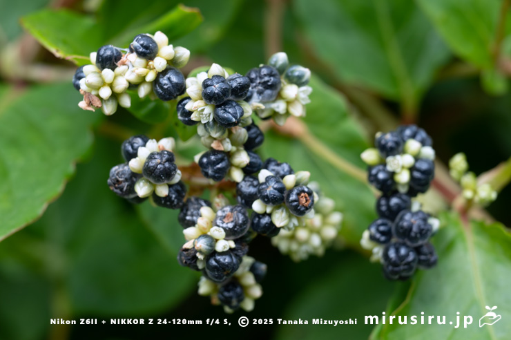 ツルソバの実　三浦市・毘沙門海岸　2024/11/08